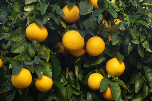 精油が香るバスセット　LEAF&BOTANICS（グレープフルーツ） FAJ012