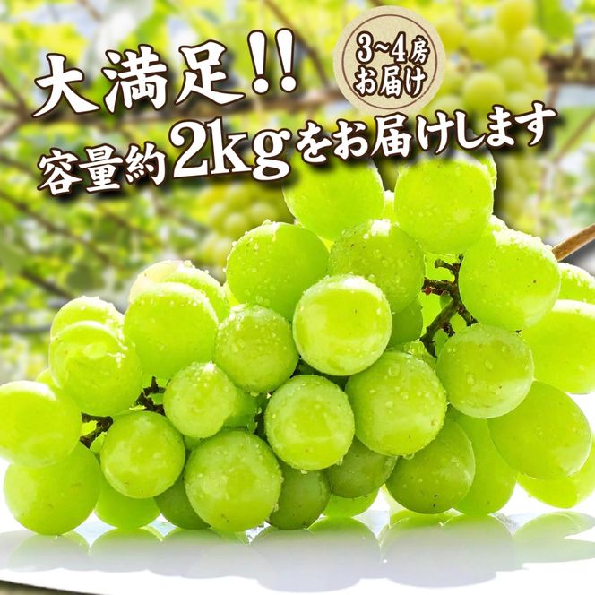 【2026年発送 先行予約】朝摘み樹上完熟シャインマスカット 2kg程度（ブドウ ぶどう シャインマスカット フルーツ 先行受付 2026 宮崎県）