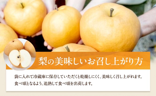 梨 2026年 備前横綱梨（あたご梨） 2玉 (1玉1～1.4kg）贈答箱 【11月下旬～12月中旬頃発送】ナシ なし 岡山県産 国産 フルーツ 果物 ギフト 石原果樹園 