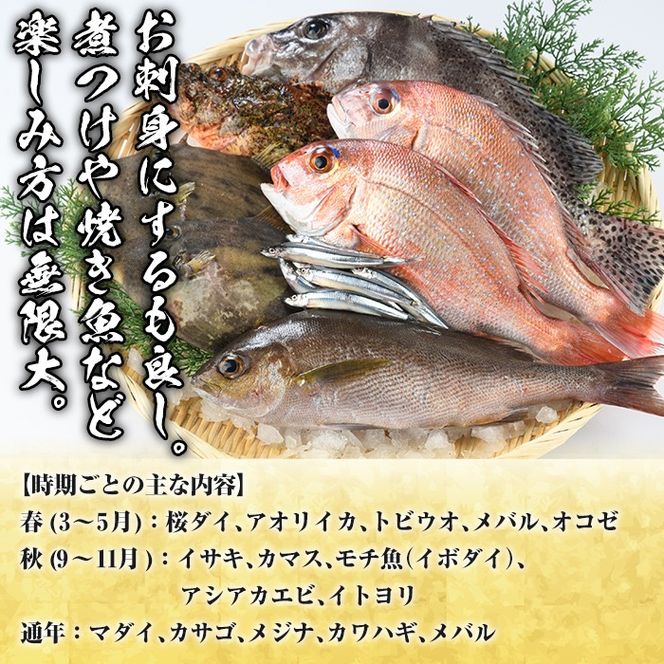 ＜定期便・全2回＞旬の天然鮮魚 厳選BOX(各3～5kg) 天然 魚貝 魚介 海産物 刺身 焼き魚 煮つけ 鯛 イカ キビナゴ【さるがく水産】akn028-31