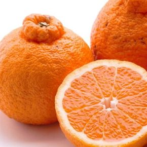 ＜2月より発送＞厳選 不知火1kg+250g（傷み補償分）◇【デコポンと同品種・人気の春みかん】