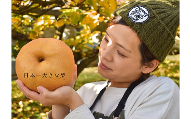 【2026年先行予約】あたご梨 ご家庭用/約５kg (岡山県産) / あたご梨 愛宕梨 梨 ご家庭用 果物 くだもの フルーツ 和梨 【KF-C008-03】