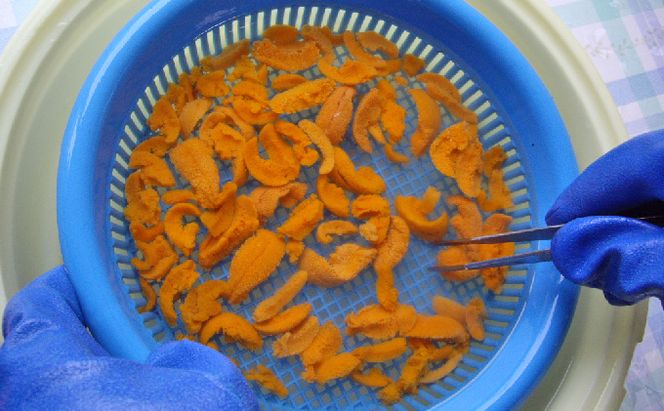 北海道 礼文島産 新鮮生うに エゾバフンウニ 40g×2パック［野崎水産］【 うに ウニ 雲丹 生うに バフンウニ 素材本来の味 海鮮 うに丼 甘み 産地直送 】