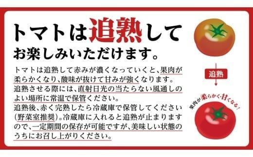 【 訳あり 】 フルーツトマト 大箱 約2.6kg × 1箱 【大玉 20～35玉/1箱】 2026年産 糖度7度 以上 野菜 フルーツ トマト とまと [AF102ci]