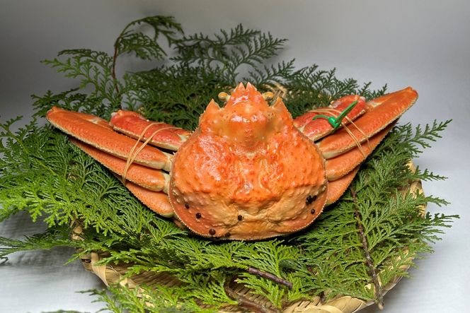 間人漁港仲買人の丸友鮮魚三代目・自慢の間人ガニ訳アリ≪茹で≫[1匹 800～900g×2匹]　MG00014