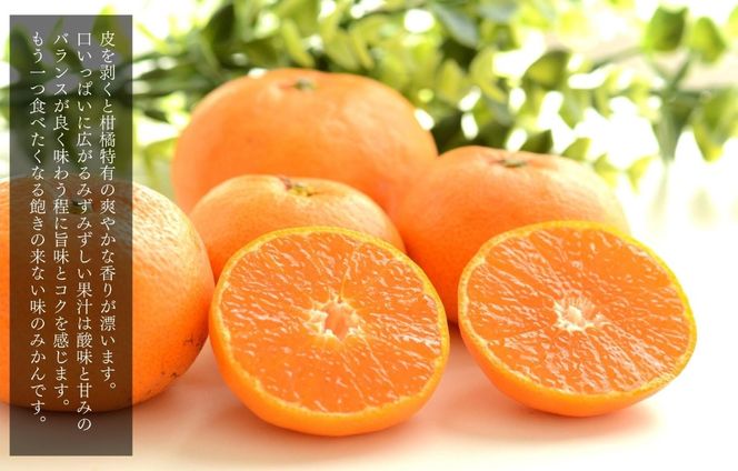 みかん うま採り 箱込約 1kg（内容量0.9kg） 光センサー選別 みかんの会厳選 サイズミックス 和歌山県産 産地直送 【みかんの会】［2025年11月中旬より2026年1月中旬頃順次出荷予定］ AX422