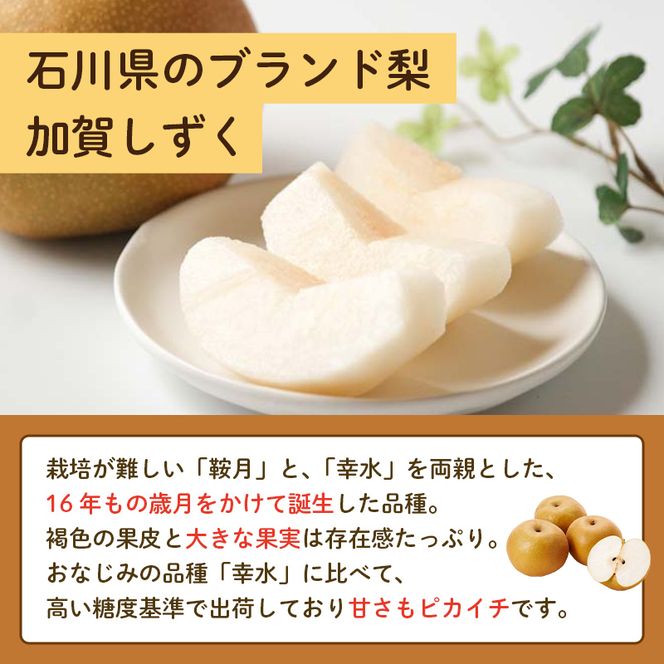 【先行予約】梨 加賀しずく 1箱（6個～10個）石川県加賀市産（2026年8月下旬～9月中旬頃発送） かがしずく ブランド梨 石川県 先行予約 予約 冷蔵配送 くだもの 果物 フルーツ ご当地 食品 災害支援 北陸新幹線 F6P-1951