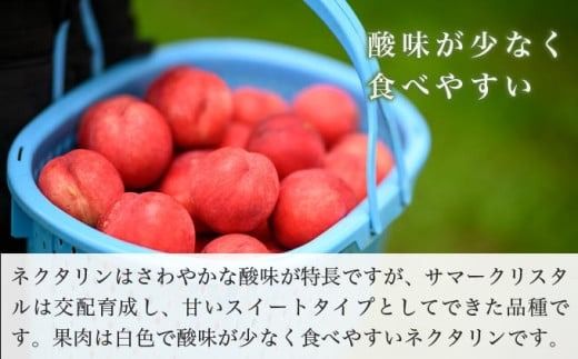サマークリスタル 約2.6kg ［おぶせファーマーズ］先行予約 ネクタリン 果物 フルーツ 冷蔵便 クール便 長野県産 信州産 令和7年産【2025年7月中旬〜8月上旬発送】［F-20］