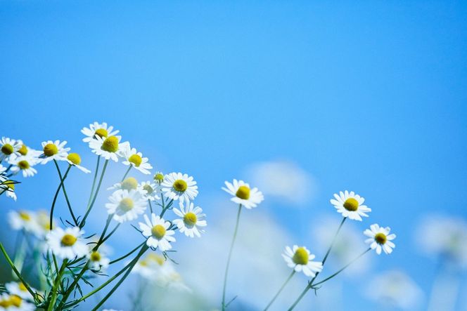 華密恋 ハンド ボディ ソープ 300mL [カミツレ研究所 長野県 池田町 48110801] カミツレン カミツレ ハンドソープ ボディソープ