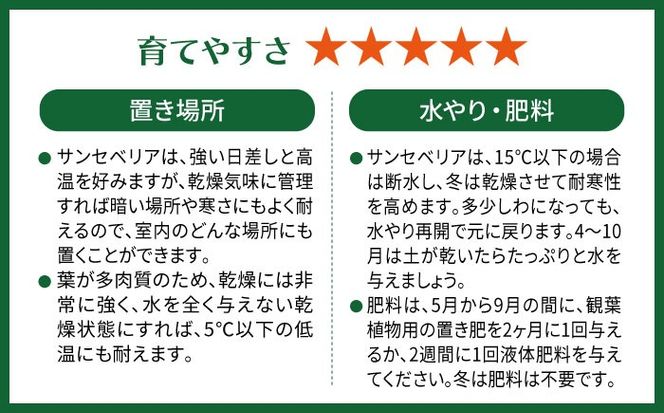 マイナスイオン発生 サンセベリア・ローレンチー大 スリムポットL 糸島市 / cocoha 観葉植物 グリーン 緑 インテリア[AWB040] 観葉植物 緑 グリーン 暮らし インテリア 植物 鉢 おしゃれ 室内 ギフト