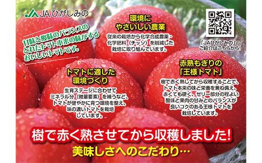 赤熟もぎりのひがしみの王様トマト約4kg 東美濃農業協同組合【期間限定　選果場直送！】 F4N-1962