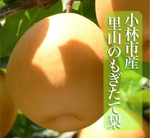 [産直もぎたて]里山のもぎたて梨 4kg程度(フルーツ 果物 旬 梨 国産 限定 期間限定)