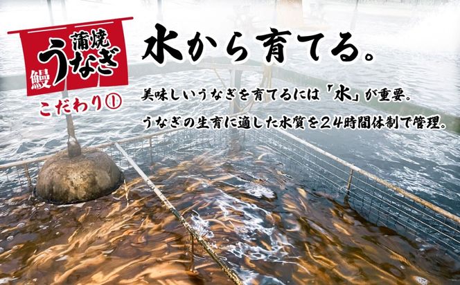 ＼レビューキャンペーン実施中／【最速発送】特上 国産うなぎ蒲焼き2尾セット 【合計550g以上】 山椒付き 鰻 ウナギ 1週間以内発送 [SF006ya]