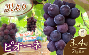 【2026年先行予約】【訳あり】 岡山の ニューピオーネ 3房～4房 (2kg前後 化粧箱入) Lino＆Kai Farm ぶどう 岡山 真庭市 ピオーネ 訳あり品 果物 人気 産地直送 数量限定 【linokai014-01】