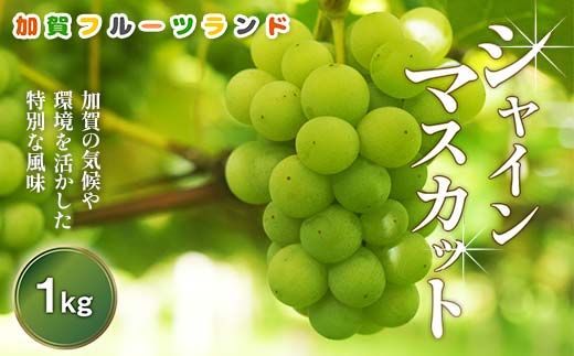 【先行予約】シャインマスカット1kg 石川県加賀市産（2026年9月上旬以降順次発送） ぶどう ブドウ マスカット フルーツ 果物 くだもの お弁当 朝食 デザート フルーツサンド スイーツ 生果実 F6P-3119