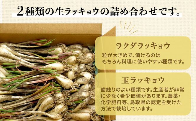 325.【特別栽培】生ラッキョウ　計4kg（ラクダラッキョウ×2kg　玉ラッキョウ×2kg）　※2026年5月下旬～7月上旬頃に順次発送予定 313726_AP001