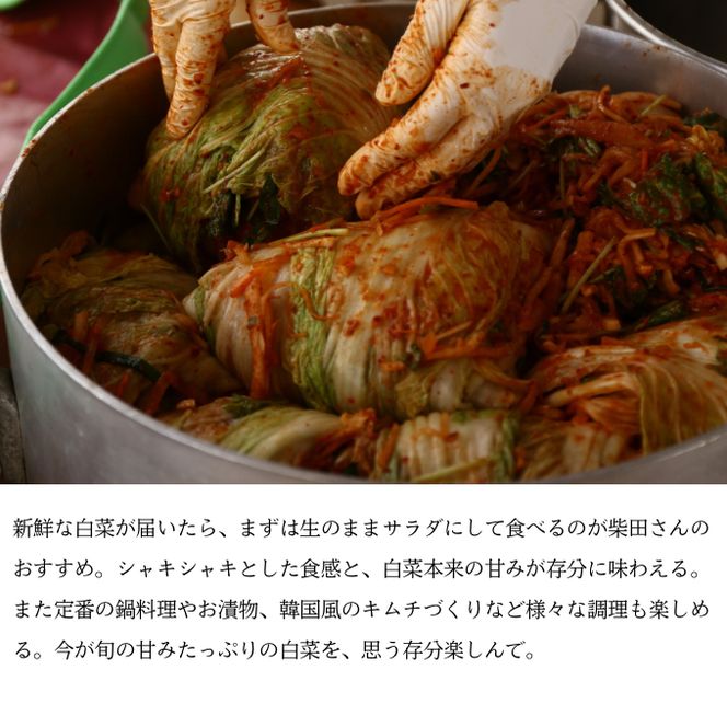 瀬戸内 牛窓産 白菜 約15kg（5～6玉） 野菜 はくさい 