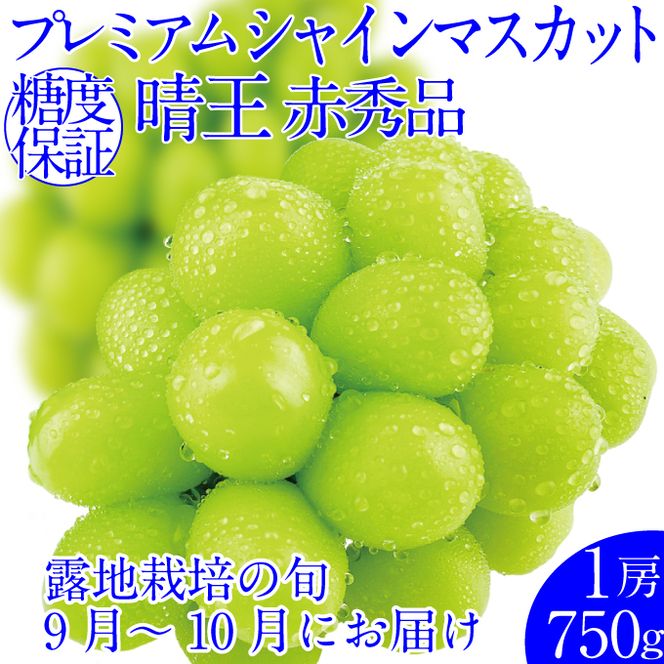2026年予約受付中  プレミアムシャインマスカット晴王 1房約750g 人気 岡山県産 赤秀品  種無し 皮ごと食べる みずみずしい フレッシュ 晴れの国 おかやま 果物大国  ハレノフルーツ