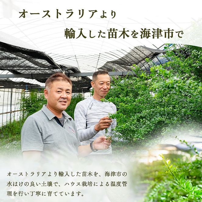 フィンガーライム 200g　フルーツ 果物 森のキャビア キャビアライム フルーツキャビア 岐阜県 海津市