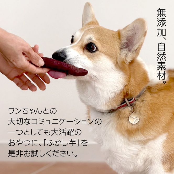 【選べる回数 / 内容量】ペットおやつ ペット用 ふかし芋 小芋 紅はるか 2kg 4kg ペット 芋 いも おやつ 動物 ペットフード 犬 猫 間食 ヘルシー オヤツ ふるさと納税 定期便 3ヵ月 6ヵ月 12ヵ月