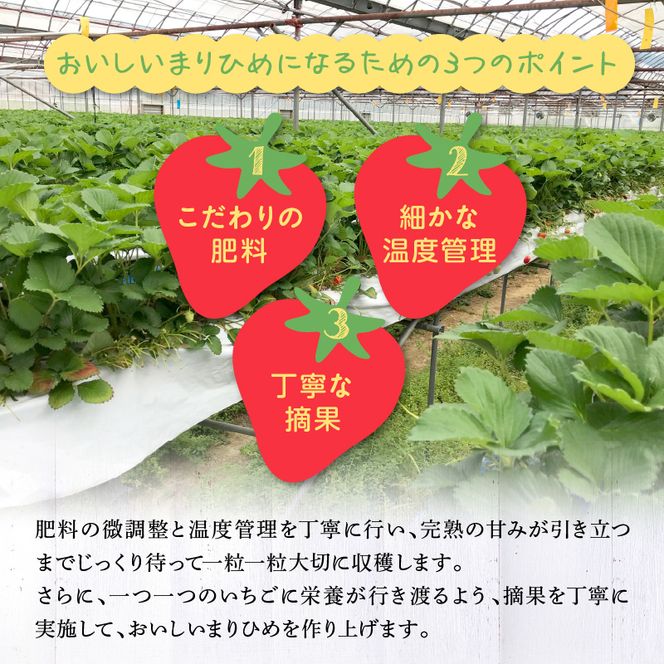 朝摘み 完熟 まりひめ いちご 約300g×4パック (合計約1,200g)_AB7335