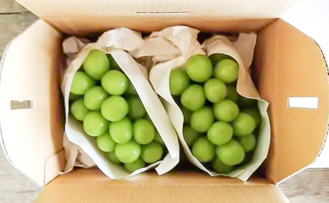 シャインマスカット 1～2房 約1kg ぶどう ブドウ 葡萄 マスカット 果物 フルーツ 長野県 長野 山ノ内町