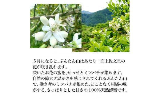 爽やかな香り広がる100%天然蜂蜜 ぶんたん山の蜂蜜　360g  / はちみつ ハチミツ 高知県産 国産 天然はちみつ 土佐 高知 【白木果樹園】【白木果樹園】 [BQAI057]