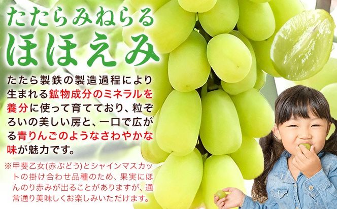 【先行予約】たたらみねらる ほほえみ 選べる 1房(約650g) 2-3房(約1.3kg) Ｙ＆Ｇ．ディストリビューター株式会社《2026年8月中旬-10月上旬頃出荷》岡山県 笠岡市 果物 フルーツ ブドウ お取り寄せフルーツ シャインマスカット の交配品種---Y-43---