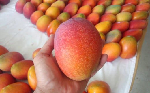 【 先行予約 2026年発送 】マンゴランのこだわりマンゴー 2kg