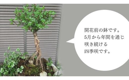 寄せ植え ミニバラ 盆栽 風 仕立て「桜坂」 バラ 花 お花 フラワー ギフト 母の日 [BN050ci]