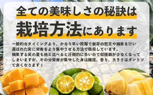 《2026年5月～7月順次発送》【先行予約】島のおいしいを贅沢に！パイナップル2種とマンゴー1種のよくばり定期便【 沖縄 石垣 ピーチ マンゴー パイン パイナップル 完熟 セット フルーツ デザート 食べ比べ 定期便 】 TF-38_R8