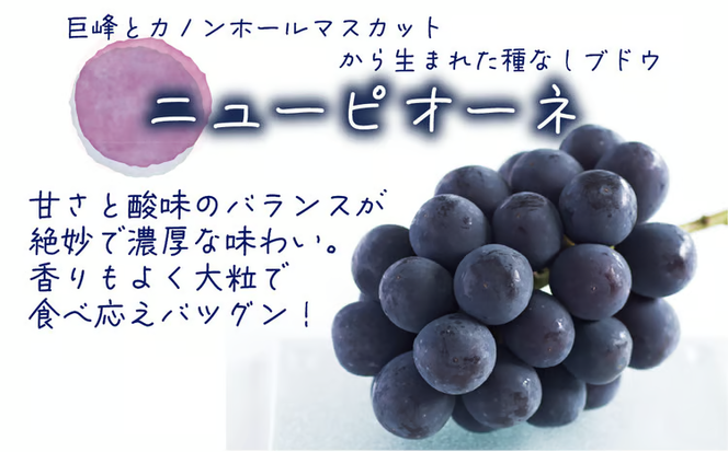 【2026年先行予約】岡山　花笑み農園『ニューピオーネ&クイーンニーナ』1kg(2房) / ぶどう 詰め合わせ 食べ比べ 真庭市【hana031-02】