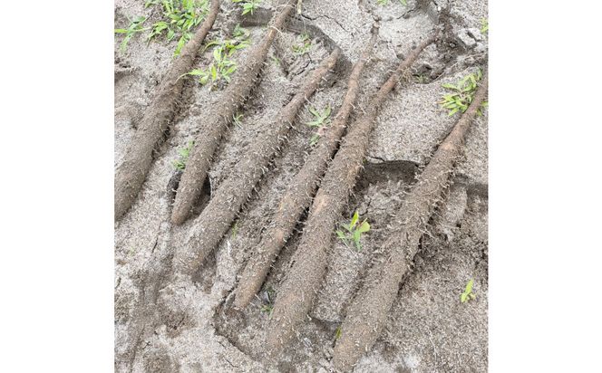 981.【訳あり】砂丘ながいも　1kg《検索用ワード:長芋・とりたて・とろろ・ねばり・山芋》 313726_BW011