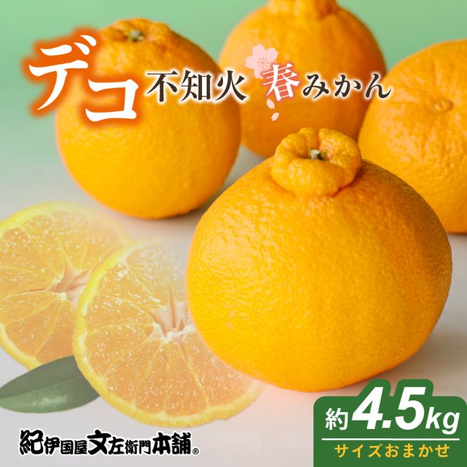 【2027年先行予約】「デコ」 不知火 約4.5kg 湯浅町田村産 (果実サイズおまかせ) 春みかん　紀伊国屋文左衛門本舗_V7076
