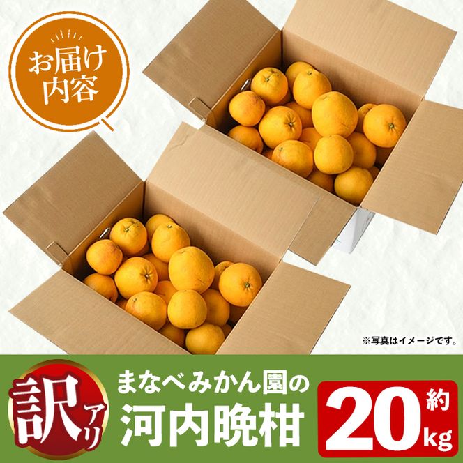 ＜先行予約受付中！2027年3月中旬以降順次発送予定＞訳あり！まなべみかん園の河内晩柑(約20kg) 国産 鹿児島県産 阿久根市産 柑橘類 果物 フルーツ 期間限定 数量限定 デザート 【有限会社まなべみかん園】akn034-21