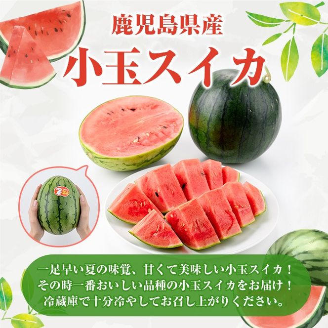 ＜先行予約受付中！2026年5月下旬以降順次発送予定＞鹿児島県産 小玉スイカ(2玉) 国産 果物 スイカ すいか 西瓜 フルーツ スイーツ スムージー ジュース 期間限定【松永青果】akn053-06