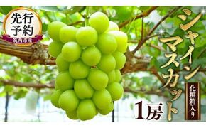 期間限定 ！ 筑西市産 シャインマスカット 1房 ぶどう ブドウ 葡萄 フルーツ 2026年産 [BW065ci]