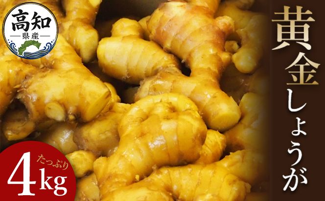 しょうが4kg 生姜一筋70年の生姜老舗問屋 黄金 Xnb-0008