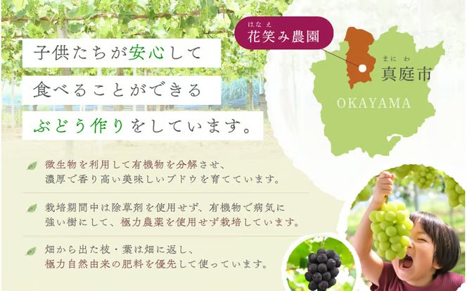 【2026年先行予約】 ぶどう 岡山 花笑み農園『シャインマスカット』 家庭用 約2kg（3～5房） 岡山 真庭 シャインマスカット 家庭用 真庭市 数量限定 9月下旬～ 受付順に発送予定 【hana061-02】