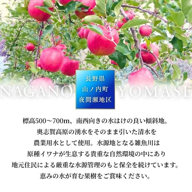 りんご 先行予約 サンふじ 秀品 約 3kg (7～11玉) フルーツ 果物 冬 2026年 12月発送