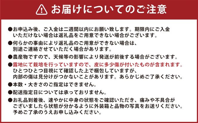 【先行受付】 とうもろこし ピュアホワイト 約4kg （11～16本） トウモロコシ 白いとうもろこし 白いスイートコーン コーン 野菜 【2027年6月上旬から6月下旬発送予定】
