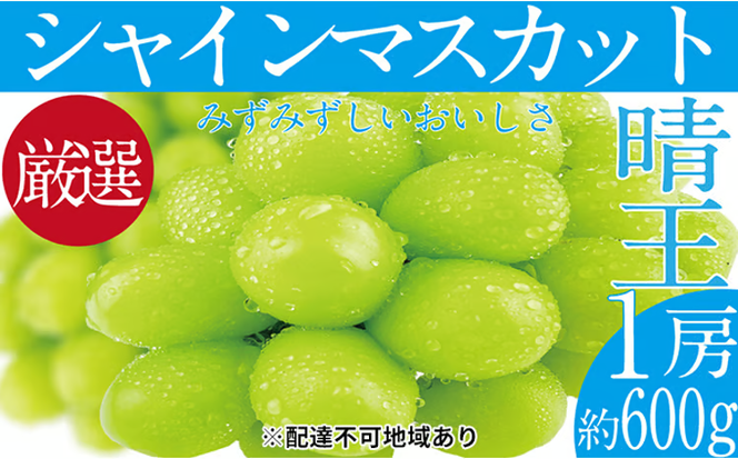 ぶどう 2026年 先行予約 シャイン マスカット 晴王 1房 約600g ブドウ 葡萄 岡山県産 国産 フルーツ 果物 ギフト デザート 食後 酸味が少ない 産地直送 [№5735-1678]