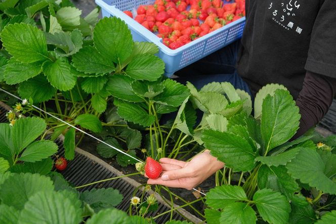特別栽培特選あまおう800g【うるう農園】_HA1970