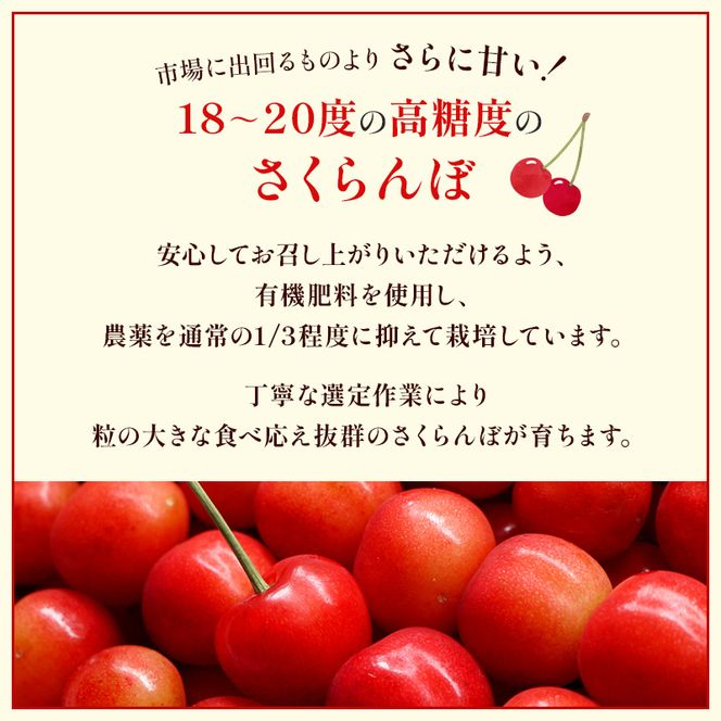 先行受付 北海道 仁木町産 さくらんぼ 佐藤錦 600g（300g×2）Lサイズ以上 ジューシー 旬のフルーツ 旬の果物 国産 日本産 サクランボ チェリー フルーツ 果物 果物類 ギフト 仁木町 [ジャパーナプランニング株式会社]