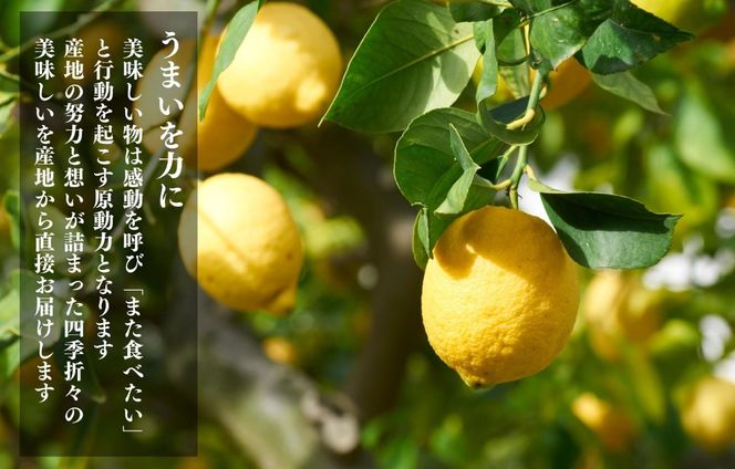 レモン 中玉 国産 箱込5kg(内容量約4.4kg) 秀品 L 2L 3L サイズミックス 和歌山県有田産 【みかんの会】 AX321
