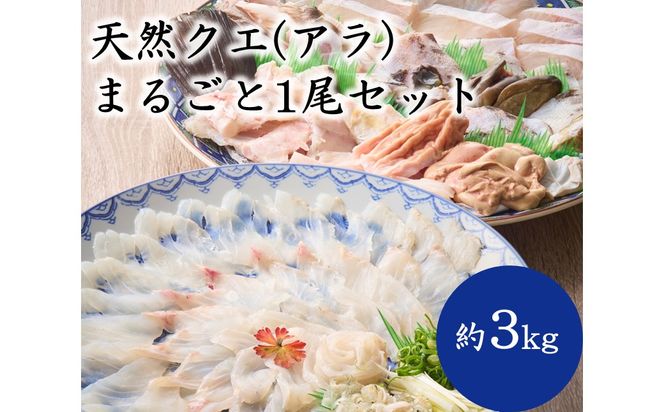 天然クエ（アラ）まるごと1尾セット（約3kg）【マルケイ水産】_HA2007 クエ くえ 天然 まるごと 刺身 鍋 贅沢 高級魚 福岡県宗像市 宗像市 福岡 宗像