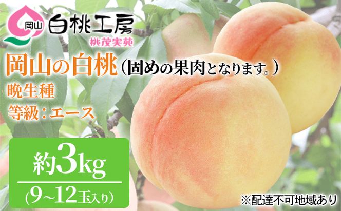 固めの桃 2026年 先行予約 白桃 晩生種 3kg 9～12玉 桃 もも モモ 岡山県産 国産 フルーツ 果物 ギフト 桃茂実苑 
