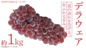 デラウェア 1kg 【 2026年6月発送開始 】 (茨城県共通返礼品：大子町) デラウェア ぶどう ブドウ 葡萄 完熟 種無し フルーツ 旬果