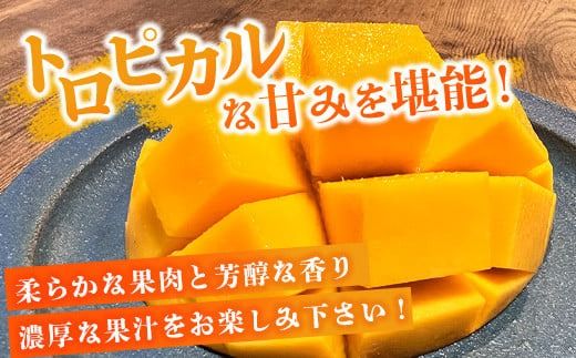 【先行予約】《2026年6月下旬～7月下旬発送》 最高糖度20度！？ 完熟の極！石垣島マンゴー 2玉約900g【贈答向け】【 産地直送 完熟マンゴー アーウィン マンゴー 沖縄 八重山 石垣島産 】TF-6-1_R8