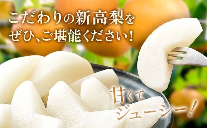 新高梨 約 1.8kg 4～7玉 約 5kg 6～16玉 約 10kg 12～32玉 日本フルーツ株式会社《9月上旬-10月上旬頃出荷》熊本県 荒尾市 新高梨 梨 果物 フルーツ スイーツ デザート ギフト ご贈答---sn_nfntn_ad9_r8_10500_1800g---